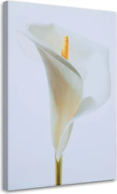 Produktbild von Leinwandbild weiße calla 60x90 cm Feeby beige wandbild bereit zum aufhängen