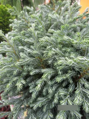 Produktbild von Chamaecyparis pisifera Blue Moon - Blaue Scheinzypresse Blue Moon - 15-20cm
