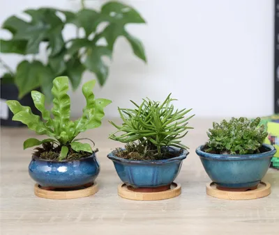Productafbeelding van Bonsai-potten van geglazuurd keramiek met drainagegaten - Set van 3 - Bamboe onderzetters - Filterroosters - Turquoise kleur
