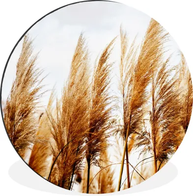 Produktbild von MuchoWow® Aluminium Wandkreis Pampasgras - Sonne - Gras Ø 30 cm Wanddeko Modern Wohnzimmer - Wand Bild - Wohnzimmer - Runde Bilder - Alubilder - Kunst für zu Hause - Aluminium - Wanddekoration