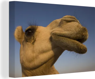 Produktbild von OneMillionCanvasses® - Leinwandbilder - 140x90 cm, Seitenansicht des Kamelkopfes, Wandbilder Kunstdruck Wanddekoration - Foto auf Leinwand - Gemälde auf Holzrahmen