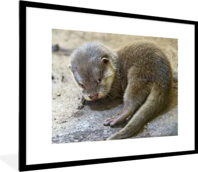 Produktbild von MuchoWow® Gerahmtes Poster Junger Otter 80x60 cm - Poster mit Schwarzem Bilderrahmen Wandposter Rahmen Foto Bilder - Schlafzimmer-Dekorationen - Fotoposter