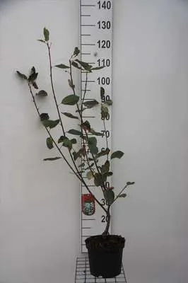 Image de Amelanchier 'Ballerina' - Poirier des rochers conteneur 60- 80 cm