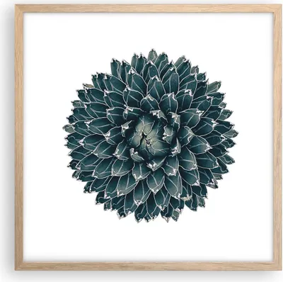 Produktbild von Gerahmtes Poster - Rahmen in heller Eiche - Agave Königin Victoria - 50x50 cm - Wand Bild - Wanddeko - Wandbilder - Wandposter - Bilderrahmen - Bilder - Kunstdruck - Wandbild - P2NAC50x50-4129