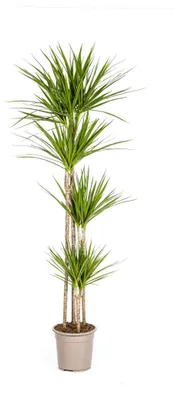 Produktbild von Dracaena Marginata Grün - 170-190cm - Ø27cm - Zimmerpflanze - Immergrün