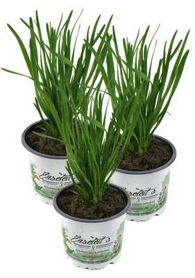 Produktbild von Enseleits 3er Set Schnittknoblauch,Allium tuberosum, Frische Kräuter Pflanze