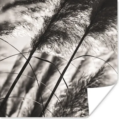 Produktbild von MuchoWow® Poster Pampasgras - Schwarz - Weiß - Pflanze 75x75 cm - Wand Dekoration
