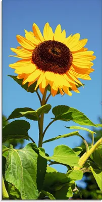Produktbild von ARTland Glasbild Große Sonnenblume Größe: 50x100 cm