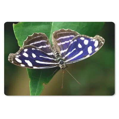 Produktbild von MuchoWow® Schreibtischunterlage Blauer Meerbusenfalter 60x40 cm - XXL Mauspad - Großes Mauspad