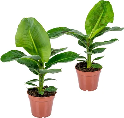 Zdjęcie produktu dla Bloomique - Zestaw 2 sztuk - Musa Dwarf Cavendish - Roślina bananowa - Rośliny doniczkowe - Oczyszczające powietrze - Przyjazne dla zwierząt - Wysokość 60-70 cm - Doniczka 17 cm