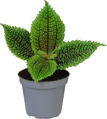 Obrázek produktu pro Gardners Pilea mollis Moon Valley, průměr 6 cm