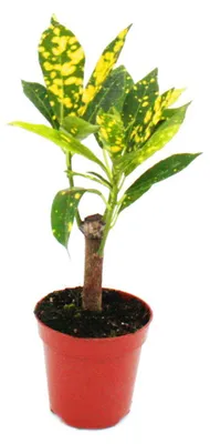 Produktbild von Mini-Pflanze – Croton – Codiaeum – Wunderbaum – Ideal für kleine Schalen und Gläser – Jungpflanze im 5,5-cm-Topf