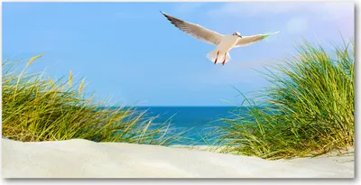 Produktbild von Tulup® Glas-Bild - 100x50 -Wandkunst - Wandbild hinter gehärtetem Sicherheitsglas  - Landschaften - Möwe am Strand - Blau
