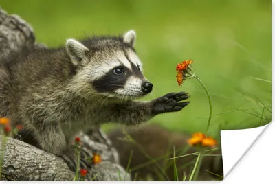 Produktbild von MuchoWow® Poster Waschbär - Blumen - Orange 180x120 cm - Fotoplakat