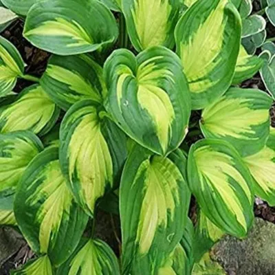 Zdjęcie produktu dla Hosta - Funkia Emerald Charger Sadzonka Sadzonki Hosty Funkie