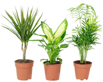 Immagine prodotto di set di 3 piante d'appartamento facili da curare Chamaedorea, Dieffenbachia, Dracaena - piante d'appartamento facili da curare, vaso Ø 10-12 cm