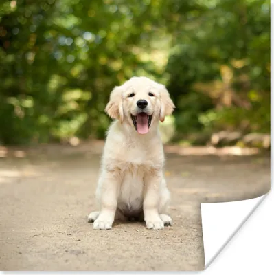 Produktbild von MuchoWow® Poster Labrador Retriever Welpe sitzt auf einem Waldweg 75x75 cm - Wand Dekoration