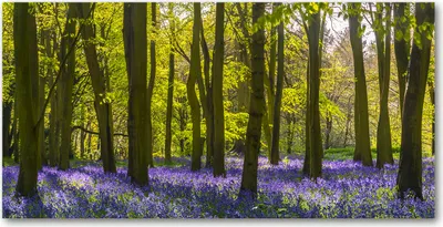 Produktbild von Tulup Glas-Bild -140x70- Wandkunst Dekorative Wand für Küche & Wohnzimmer - Landschaften - Frühlingswald - Mehrfarbig