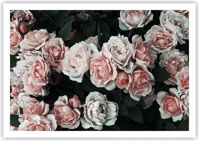 Produktbild von Poster - Poster ohne Rahmen - Rosen Blumen Blätter - 100x70 cm - Wand Bild - Wanddeko - Wandbilder - Kunstposter - Wandposter - Bilder - Kunstdruck - Wanddekoration - Wandbild - P2XAA100x70-4760