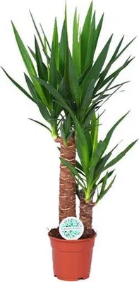 Obrázok produktu pre Palma Yucca Elephantipes, izbová rastlina, priemer 17 cm, výška 80 cm, nenáročná na starostlivosť, dekorácia
