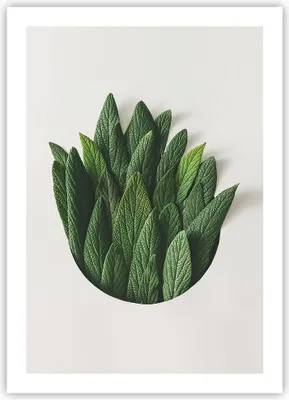 Produktbild von Poster - Poster ohne Rahmen - Salbei Medizin Blätter - 50x70 cm - Wand Bild - Wanddeko - Wandbilder - Kunstposter - Wandposter - Bilder - Kunstdruck - Wanddekoration - Wandbild - P2XPA50x70-4859