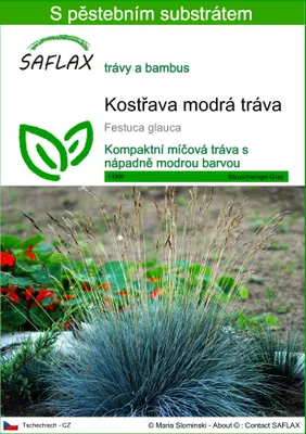 Obrázek produktu pro SAFLAX - Kostřava modrá tráva - Festuca glauca - 50 Semena - S pěstebním substrátem bez klíčků