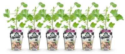 Image de Jardinières en plastique, lot de 6, diamètre 9 cm