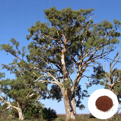 Obrázek produktu pro Semena Eucalyptus Camaldulensis - balení 50 ks - Rychlerostoucí - Eukalyptus kamaldulský (červený)