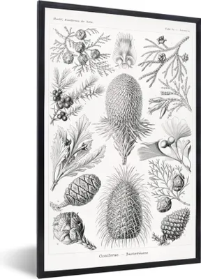 Produktbild von MuchoWow® Gerahmtes Poster Koniferen - Ernst Haeckel - Kunst - Retro - Illustration - Natur 60x90 cm - Poster mit Schwarzem Bilderrahmen Wandposter Rahmen Foto Bilder - Kunst