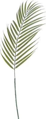 Zdjęcie produktu dla liść palmy 12szt. 70cm | B-07280