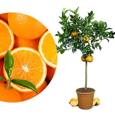 Produktbild von Meine Orangerie Orangenbaum Grande - echte Orange - fruchtreife Zitruspflanze - Citrus sinensis - veredelter Apfelsinenbaum in Gärtnerqualität
