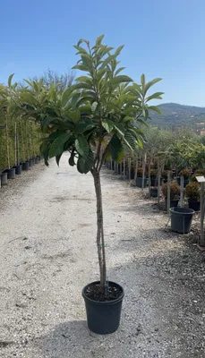 Produktbild von Sunny Tree - Loquat-Baum (Japanische Wollmispel) – Eriobotrya japonica – 220 cm – Winterharter Exotischer Obstbaum für Garten & Terrasse