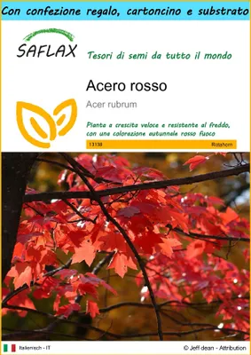 Immagine prodotto di SAFLAX Set regalo - Acero rosso  - 20 semi - Acer