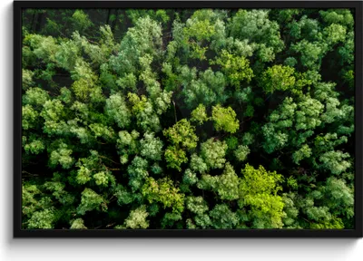 Produktbild von MuchoWow® MuchoWow® Gerahmtes Poster Baum - Wald - Grün 90x60 cm - Poster mit zchwarzem Bilderrahmen - Fotorahmen - Foto-Plakat