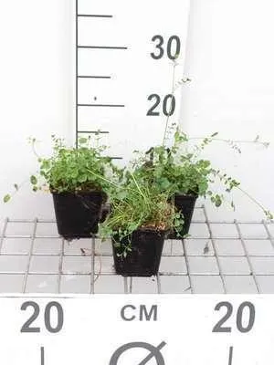 Obrázek produktu pro 6 x Cardamine pratensis - pěnišník luční - květináč 9 x 9 cm