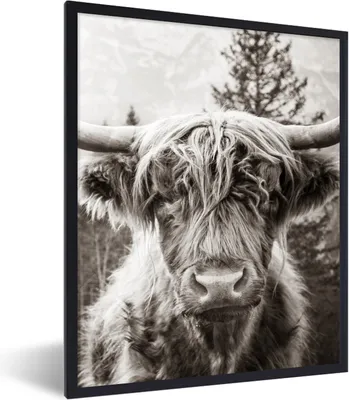 Produktbild von MuchoWow® Gerahmtes Poster Schottischer Highlander - Kuh - Tiere - Schwarz - Weiß 60x80 cm - Poster mit Schwarzem Bilderrahmen Wandposter Rahmen Foto Bilder - Premium - Wanddeko Wohnzimmer