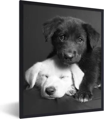 Produktbild von MuchoWow® Gerahmtes Poster Hunde - Welpe - Schwarz - Weiß - Tiere 60x80 cm - Poster mit Schwarzem Bilderrahmen Wandposter Rahmen Foto Bilder - Premium - Wanddeko Wohnzimmer