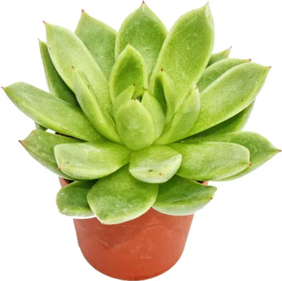 Produktbild von Echeveria agavoides - kleine Pflanze im 5,5cm Topf