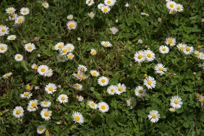 Produktbild von Wildes Gänseblümchen (Bellis perennis) 500 Samen, Wuchshöhe 5-10 cm, Bodendecker