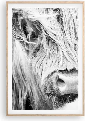 Produktbild von Gerahmtes Poster - Rahmen in heller Eiche - Kuh Scotch Tier - 61x91,5 cm - Wand Bild - Wanddeko - Wandbilder - Kunstposter - Wandposter - Bilderrahmen - Bilder - Kunstdruck - P2NPA61x91-5129