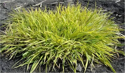 Produktbild von Stauden Gänge 3 x Alopecurus pratensis ‚Aureovariegatus' - Gold-Fuchsschwanz - Ziergras mit leuchtend gelben Highlights
