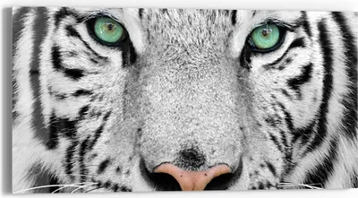 Produktbild von DEQORI Glasbild Echtglas 60x30 cm 'Blick des Tigers' Wandbild Bild modern Deko