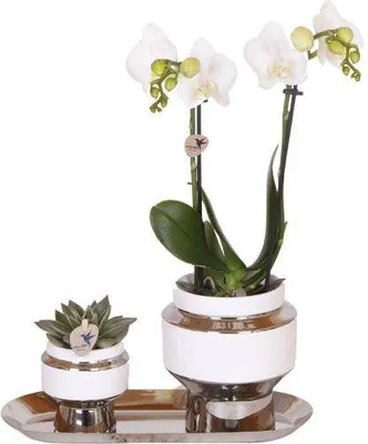 Obrázok produktu pre Sada rastlín – biela orchidea a sukulent na striebornom podnose s 2 lesklými