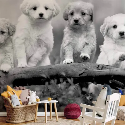 Produktbild von Vlies Fototapete - Four Puppies 350x245 cm Tiere g-B-0201-a-a