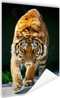 Produktbild von MuchoWow® Poster Streifender Tiger 80x120 cm - Papierdruck
