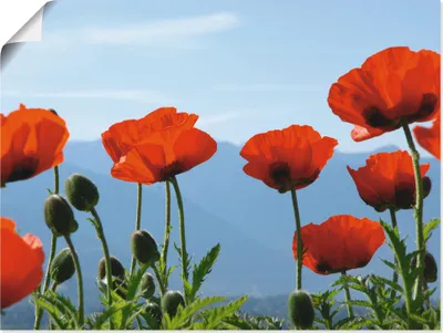 Produktbild von ARTland Poster Mohnblüten vor Bergen Größe: 60x45 cm