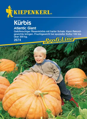Produktbild von [STREICHUNG 2024] Kürbis Atlantic Giant | Riesenkürbissamen von Kiepenkerl