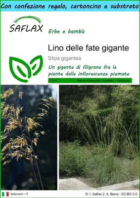 Immagine prodotto di SAFLAX Set regalo - Lino delle fate gigante - 10 semi - Stipa