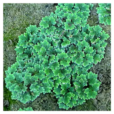 Produktbild von Großer Moos-Farn, Feenmoos Azolla filiculoides - Aquarienpflanze