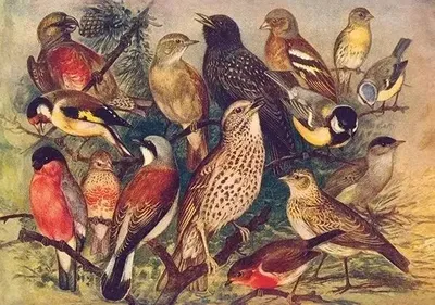 Produktbild von Karte ST497 B6 + Umschlag „Vögel“ – Skona Ting